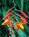 sm 833 Montbretia